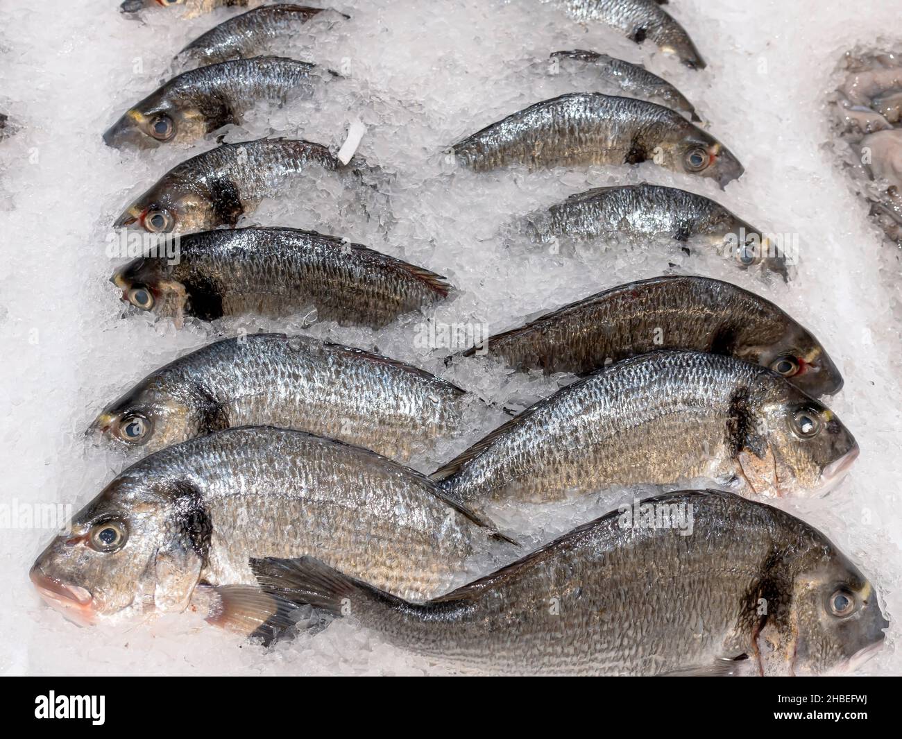 Seebrassen Fisch auf Eis frischen Fisch Verkauf Stockfoto