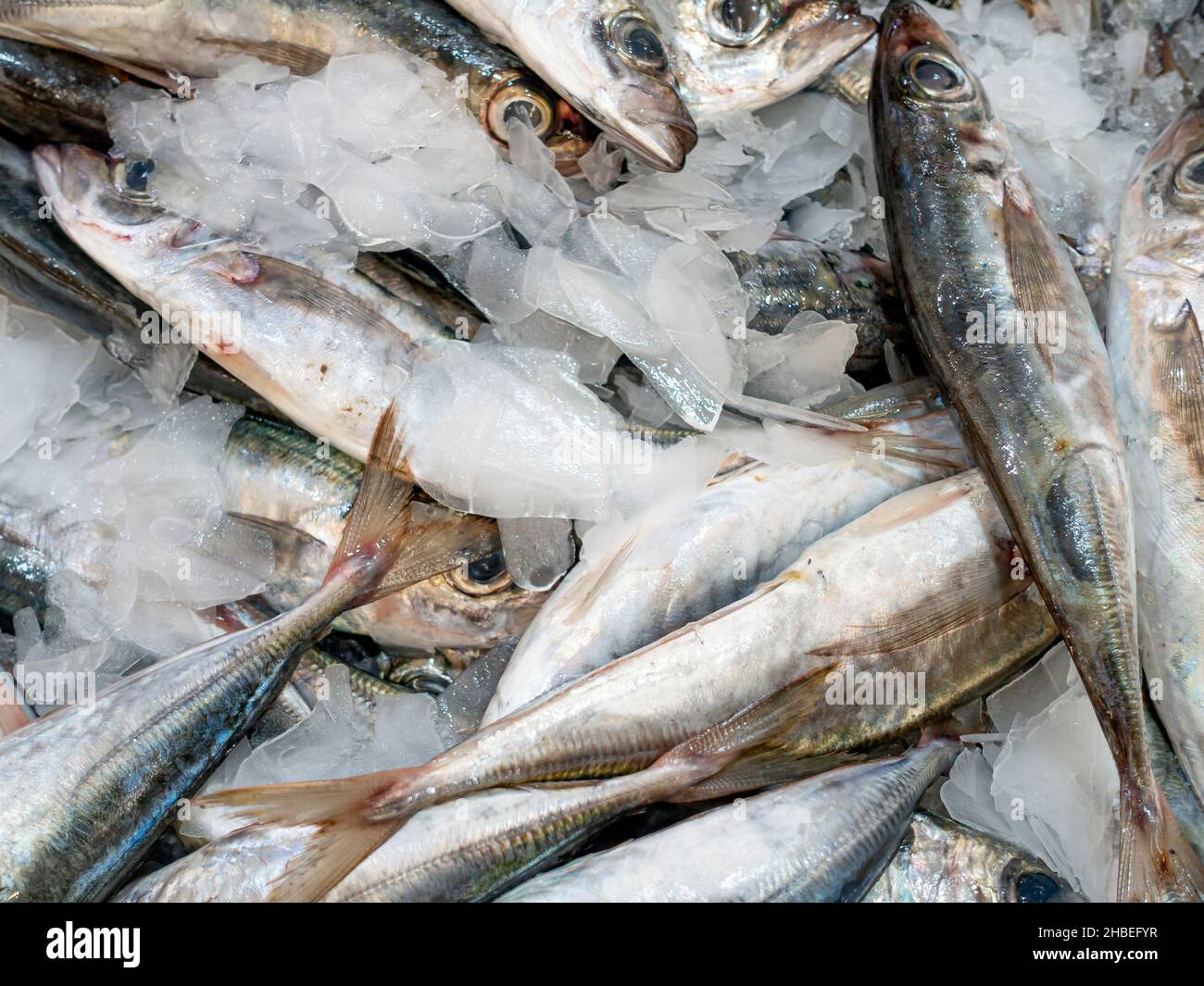 Frische Sardinen auf einem Fischmarkt Stockfoto