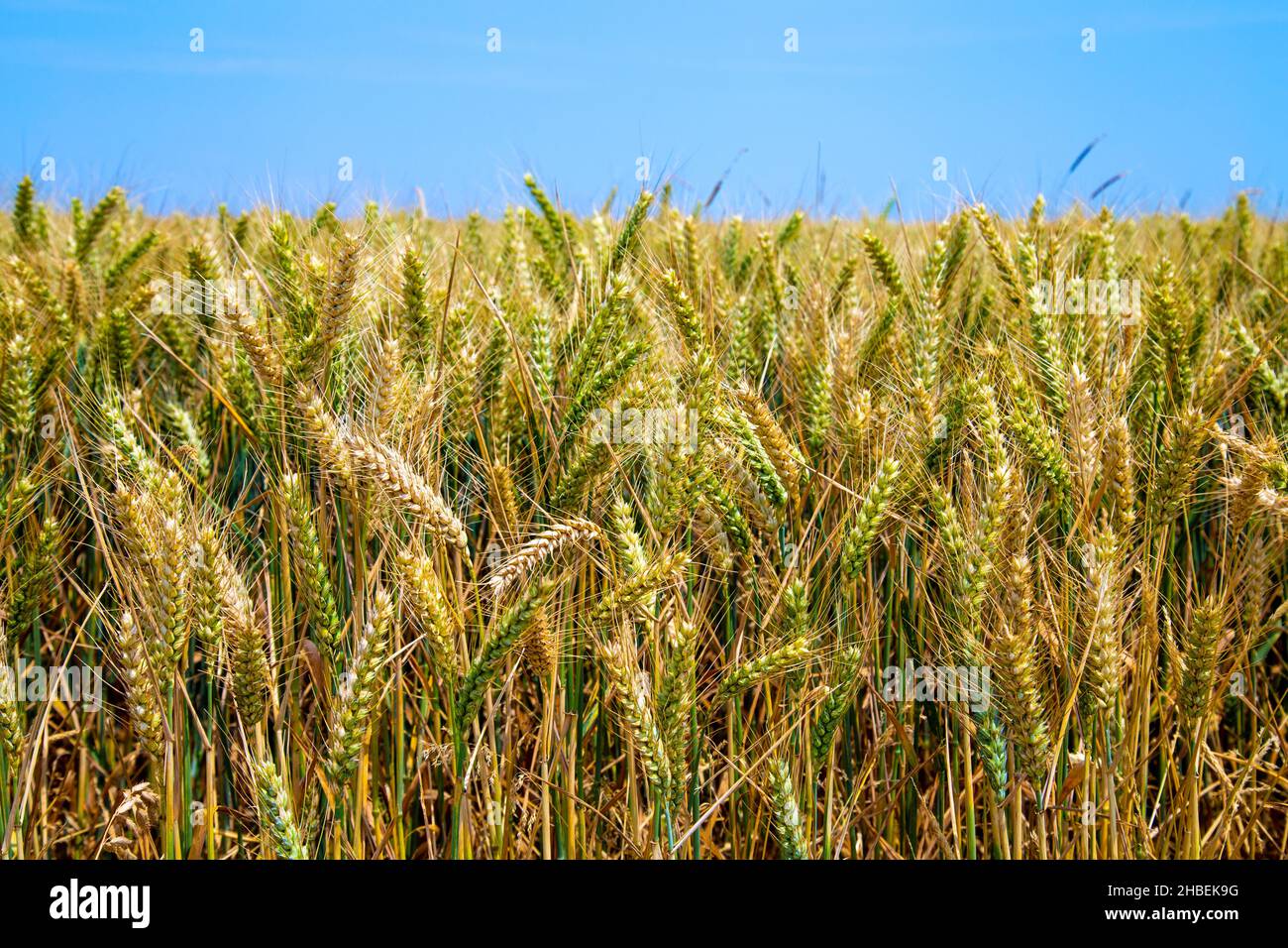 Grünes Roggenfeld zwischen Lewes und Saltdean im South Downs National Park, Großbritannien Stockfoto