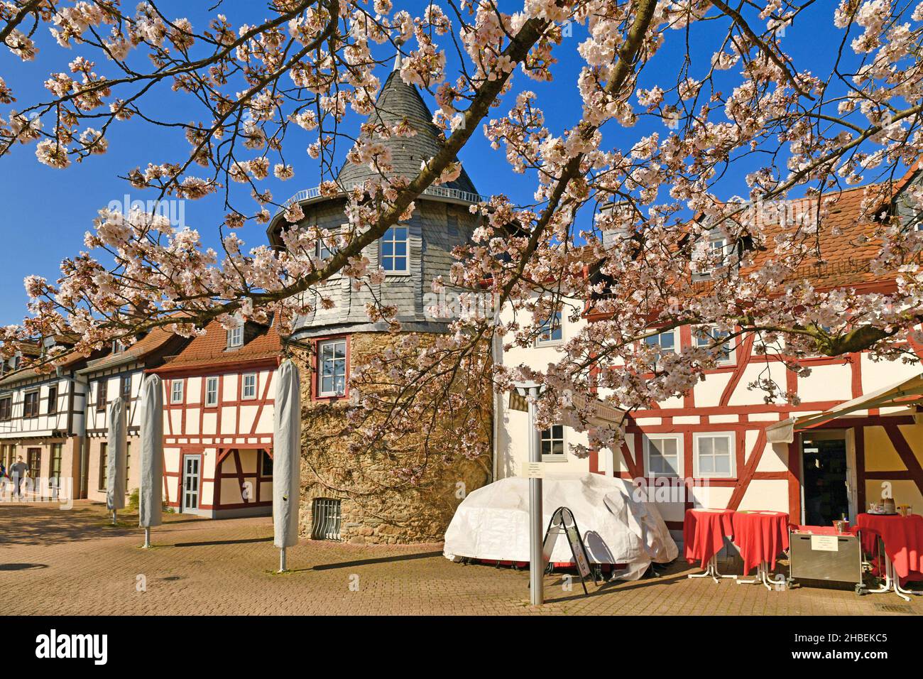Hofheim, Deutschland - April 2021: Blühende japanische Kirschblütenbäume am alten historischen Platz mit Turm und Stadtmauer von Hofheim, genannt 'Platz am Unte Stockfoto