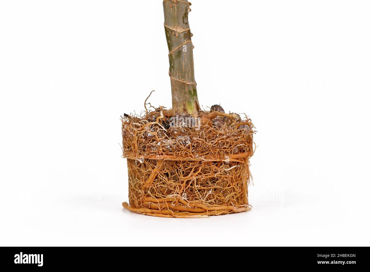 Sehr wurzelgebundener Wurzelballen der Dracaena Zimmerpflanze auf weißem Hintergrund Stockfoto