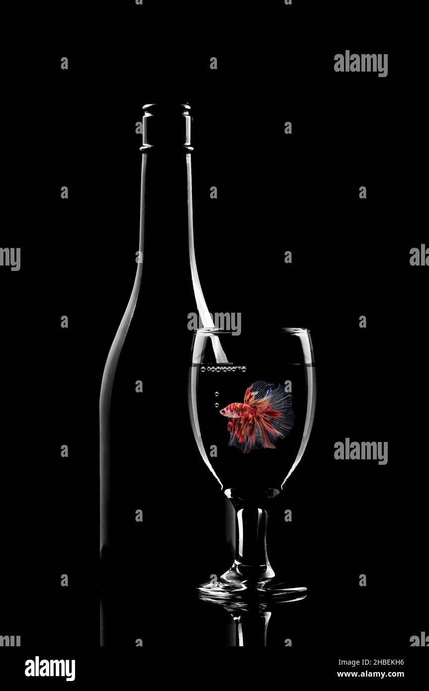 Betta Fisch schwimmt in einem Weinglas neben einer Flasche Stockfoto