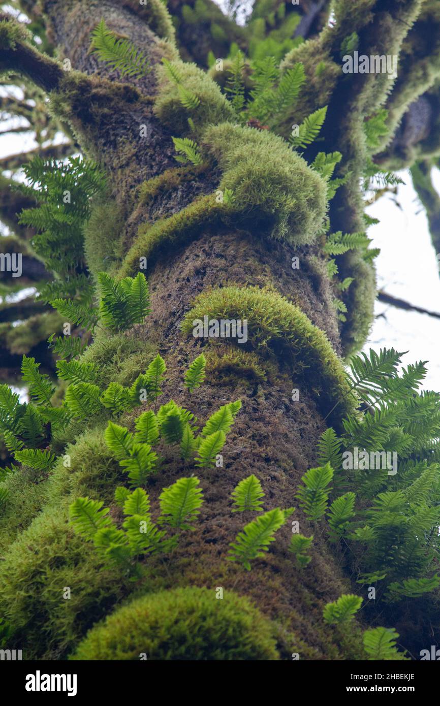 Nahaufnahme von Farnen und Moos, die auf einem Regenwaldbaum in der Nähe des Hydro Buntzen Lake Park, British Columbia, Kanada wachsen Stockfoto