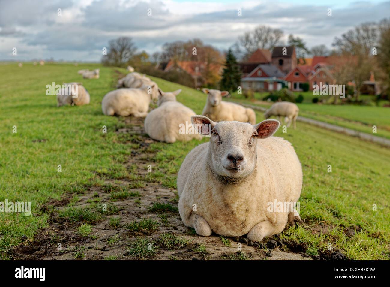 Schafschar, der in der Dämmerung in einem Deich liegt, Pogum, Ostfriesland, Niedersachsen, Deutschland Stockfoto