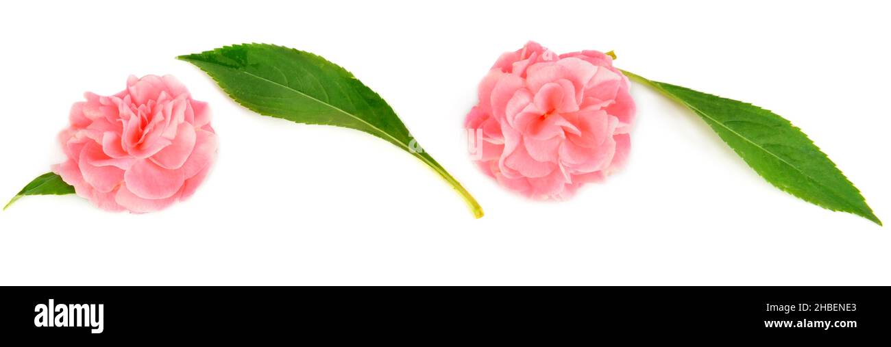 Blühende Balsamblüten isoliert auf weißem Hintergrund. Breites Foto. Stockfoto