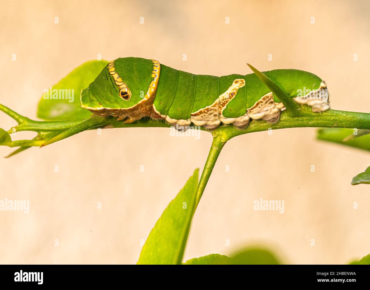 Letzte Stufe Raupe von Kalk Schmetterling auf einer Kalk-Pflanze Stockfoto