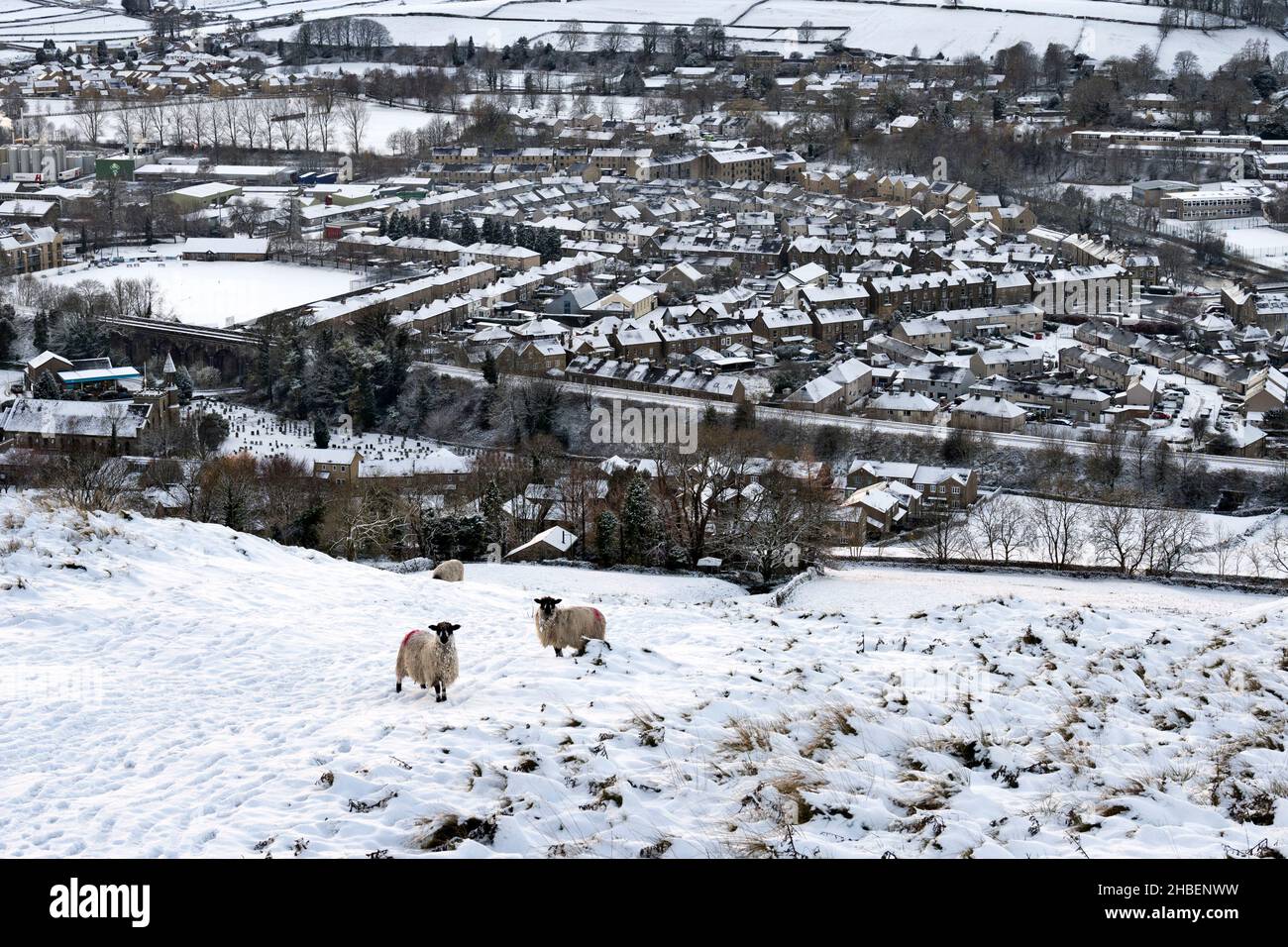 Winterblick über die schneebedeckte Marktstadt Settle, North Yorkshire, Großbritannien. Masham züchten Schafe im Vordergrund. Stockfoto