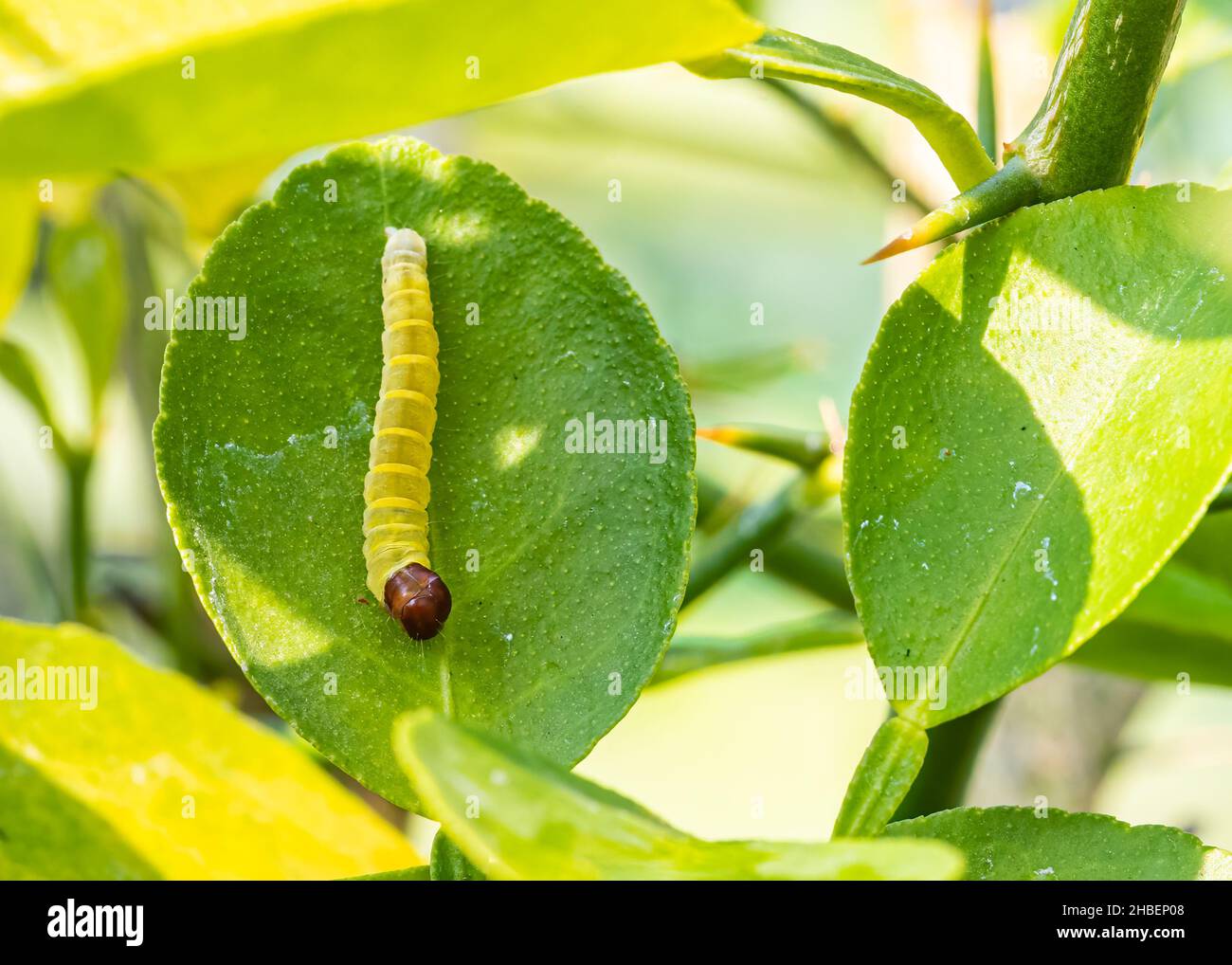 Caterpillar of Silver Spotted Skipper auf einer Kalkpflanze Stockfoto