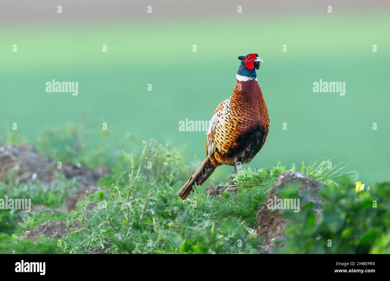 Fasane, Wissenschaftlicher Name: Phasianus colchicus. Farbenfrohe Männchen oder Kakadus, Ringhalsfase im Frühling stand in natürlichem Farmland-Lebensraum, Stockfoto