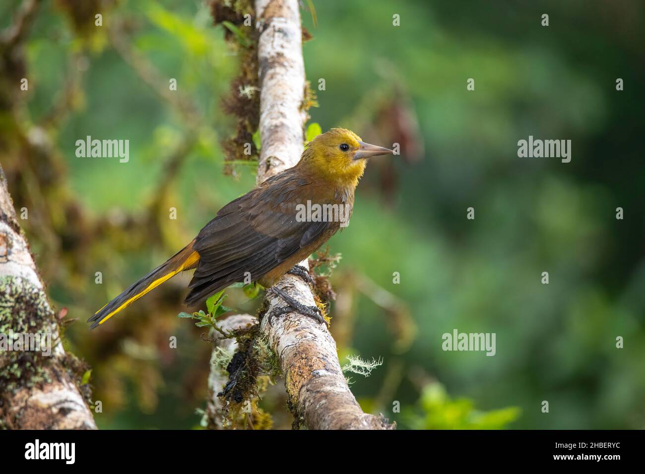 Oropendola Psarocolius angustifrons Cabanas San Isidro, Napo, Ecuador 13. Dezember 2019 Erwachsener Icteridae Stockfoto