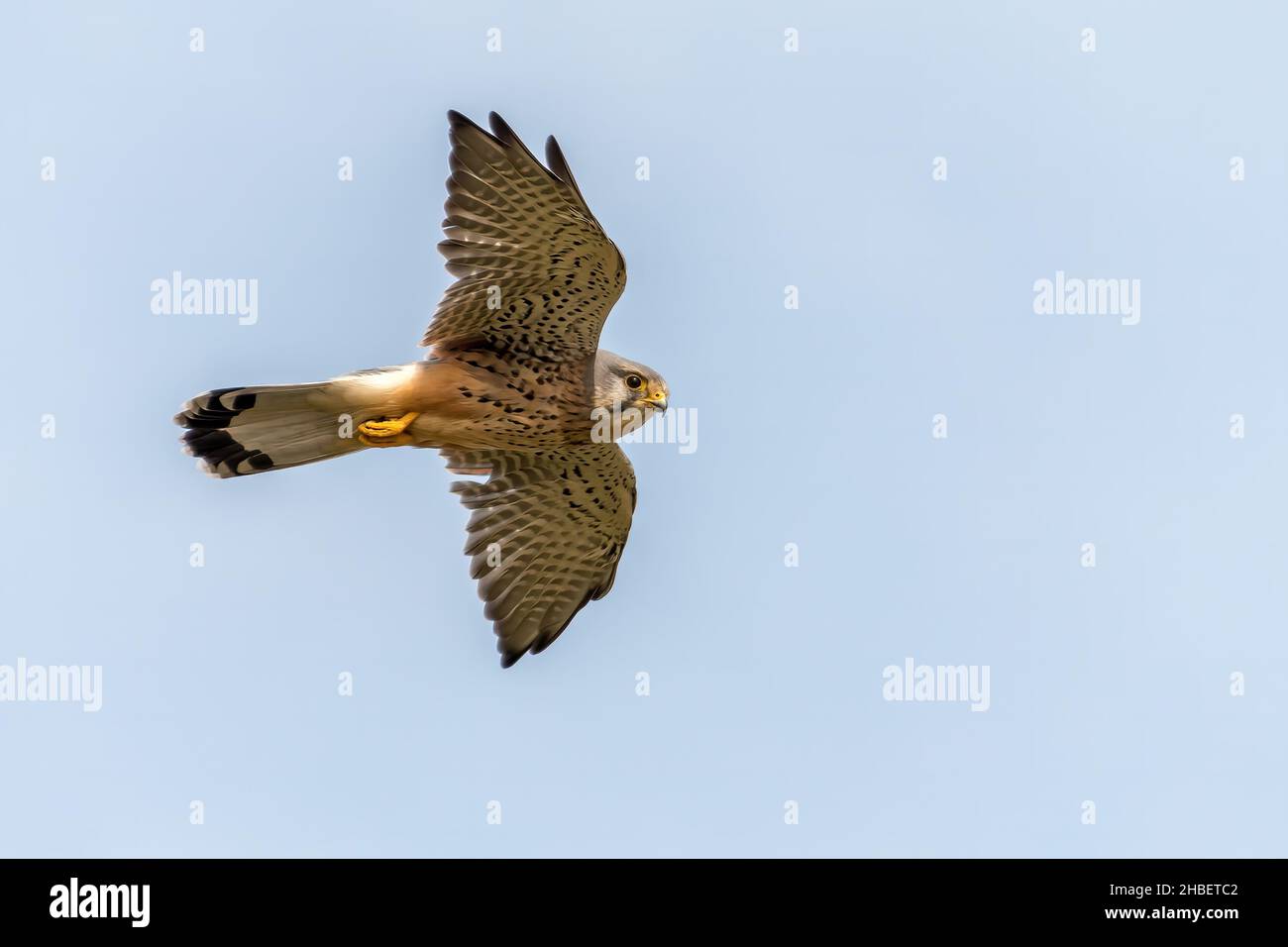 Kestrel, Falco-tinnunculus schwebt auf der Suche nach Beute. Dorset, Großbritannien. Speicherplatz kopieren Stockfoto