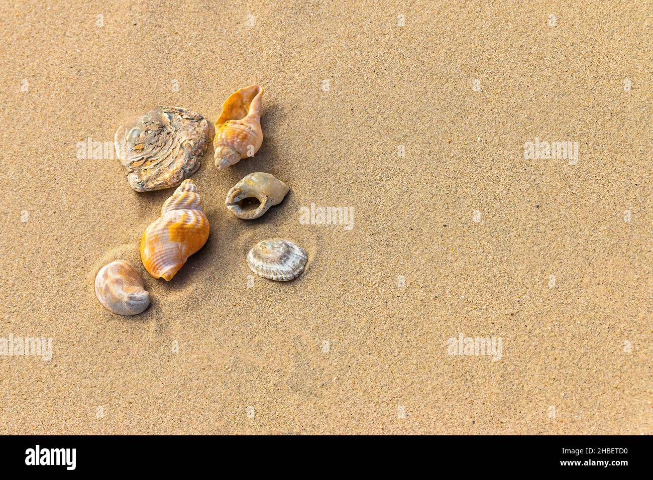 Auswahl von Muscheln auf glattem goldenem Sand am Strand in Dorset. Platz oder Hintergrund kopieren Stockfoto