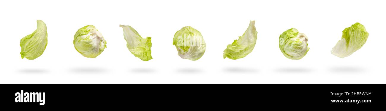 Großer Satz Eisbergsalat grüne Blätter isoliert auf weißem Hintergrund. Frische Salatblätter tropfen mit Schatten. Zutaten für Hamburger Stockfoto