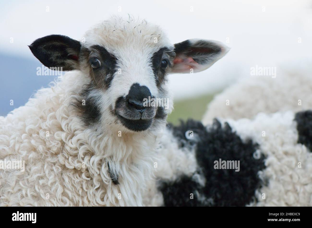 Porträt eines jungen Schafes Stockfoto