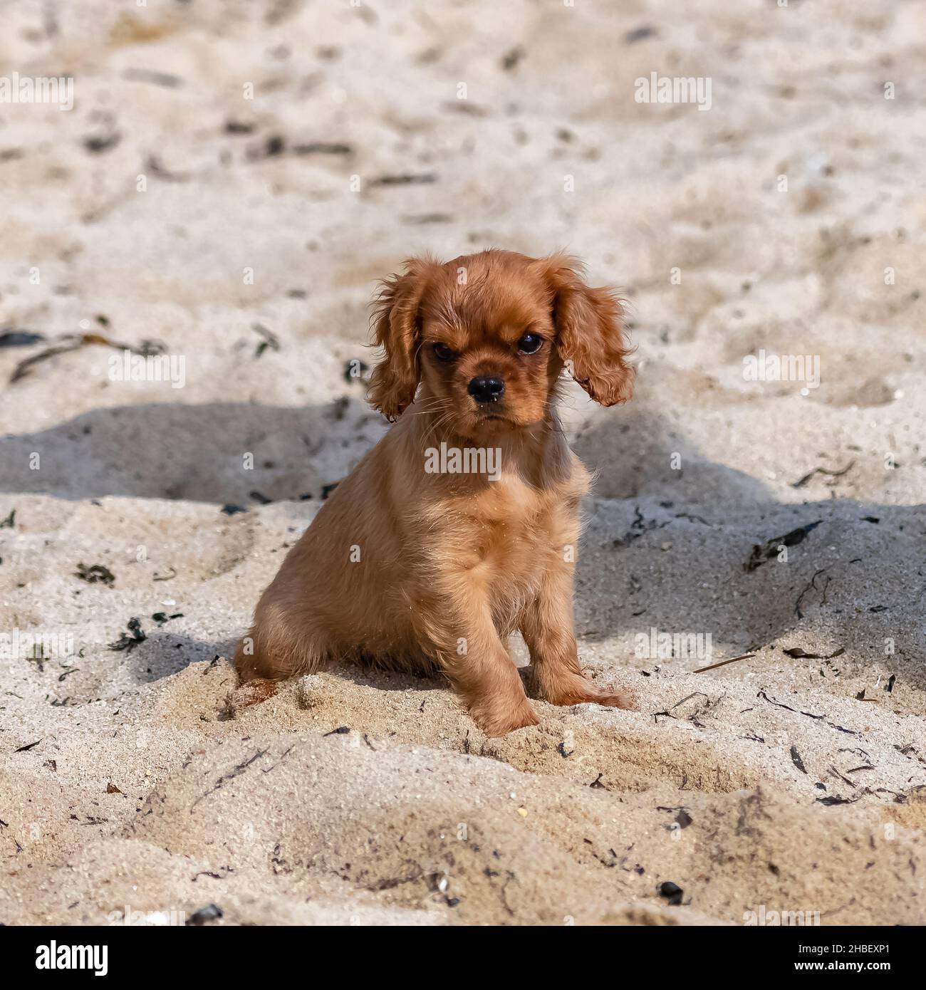 Ein Hund Kavalierkönig charles, ein Raufpuppy sitzt am Strand Stockfoto