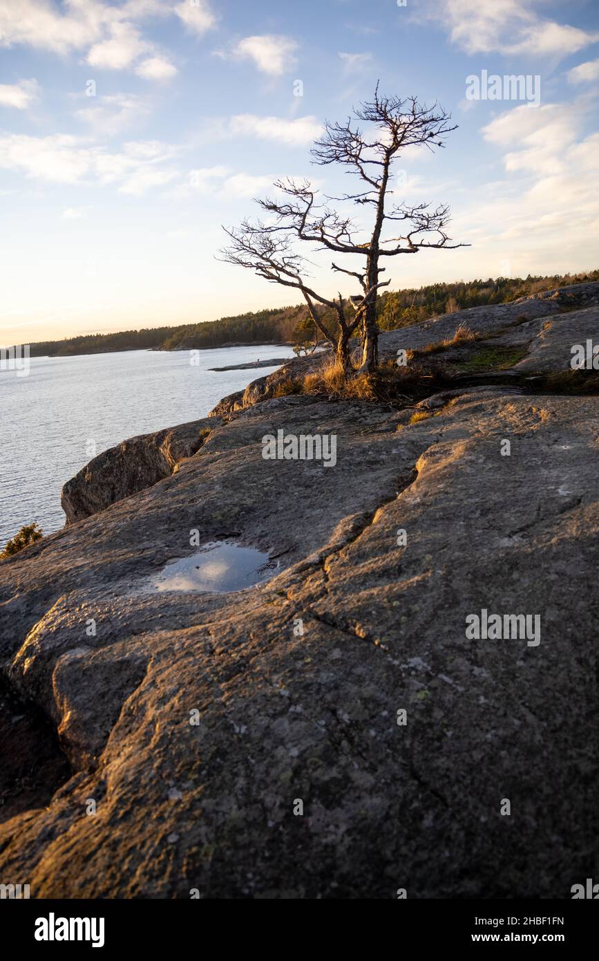 Panorama mit einem einsamen Baum auf Klippen im Bjorno Naturschutzgebiet an der Ostsee. Schöne natürliche skandinavische Landschaft auf sonnigen Spätherbst oder gewinnen Stockfoto