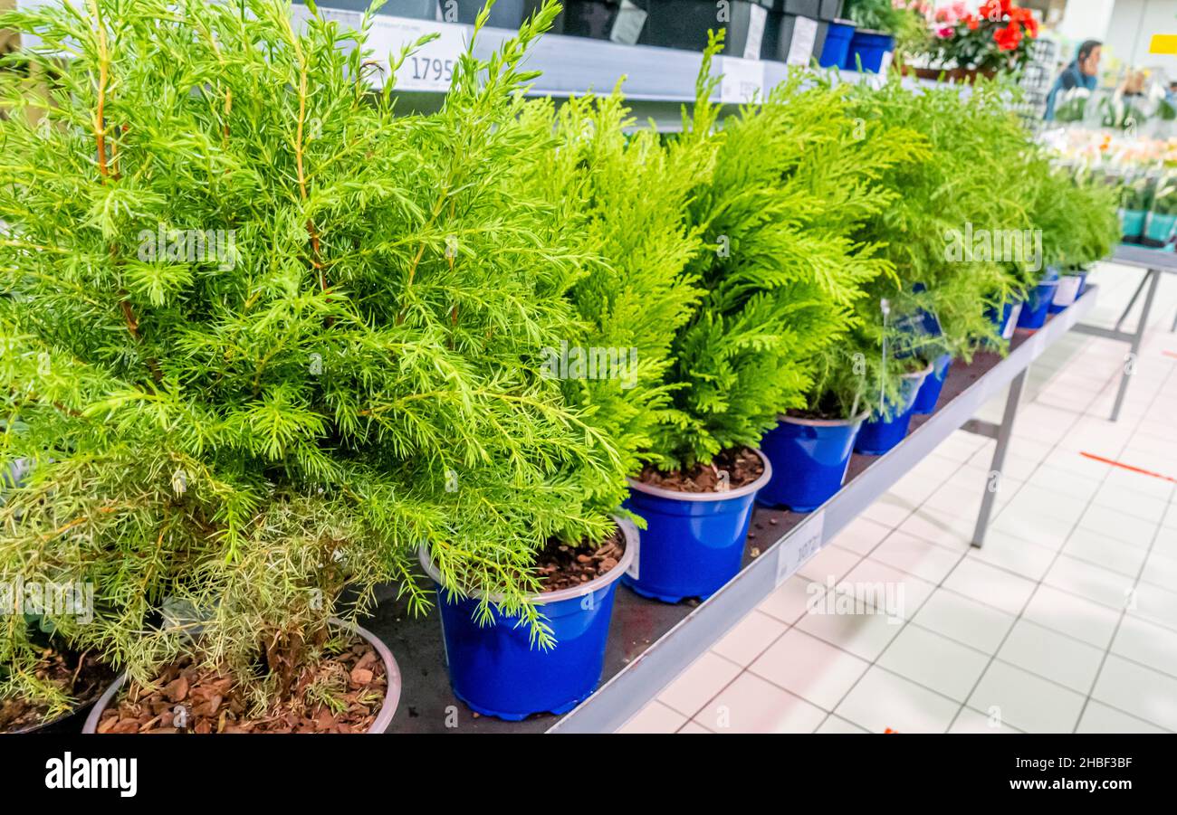 Zedern für den Anbau zu Hause verkauft auf dem Display in Auchan Kaufhaus Supermarkt, Moskau, Russland Stockfoto
