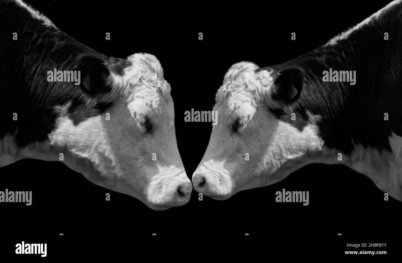 Schöne Zwei Paar Kuh Nahaufnahme Zusammen Auf Dem Dunklen Hintergrund Stockfoto