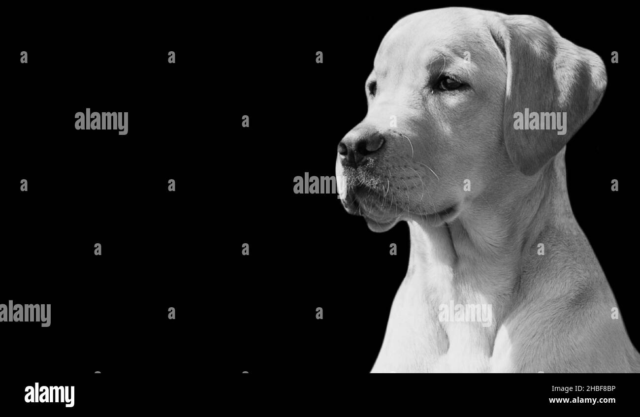 Niedlich Und Schön Labrador Retriever Hund Nahaufnahme Gesicht Stockfoto