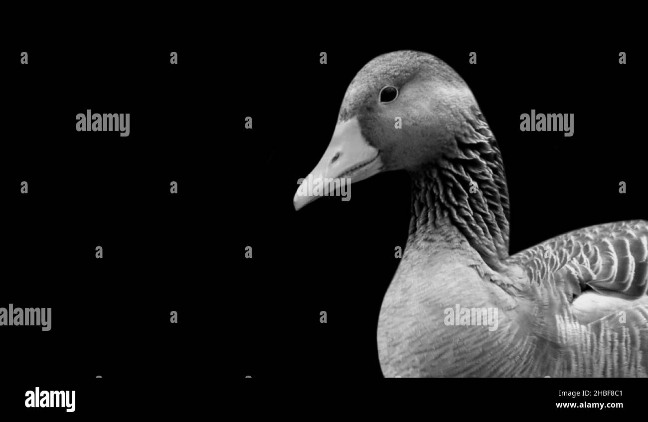 Happy Goose Birds Nettes Gesicht Auf Dem Schwarzen Hintergrund Stockfoto