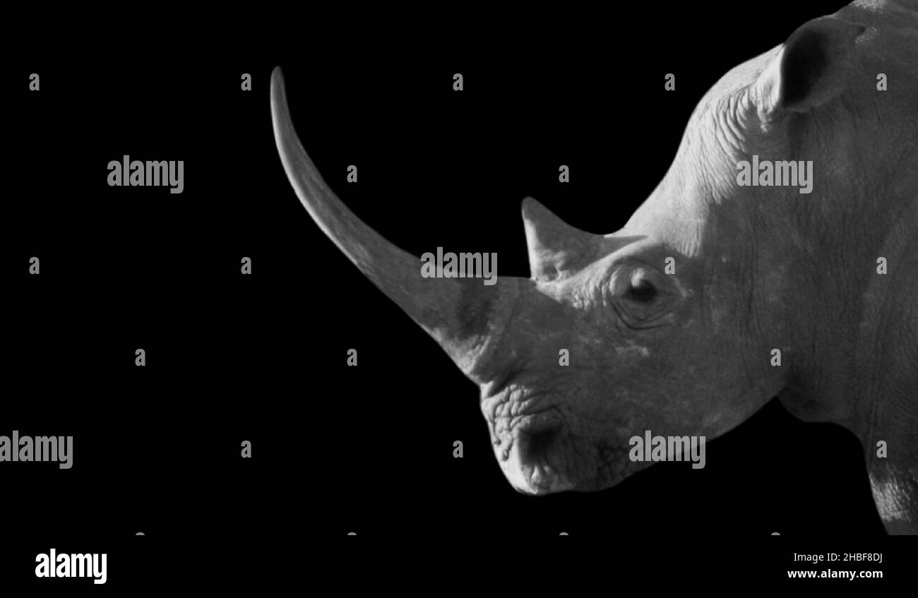 Gefährliches Rhino-Porträt Mit Langem Horn Auf Dunklem Hintergrund Stockfoto