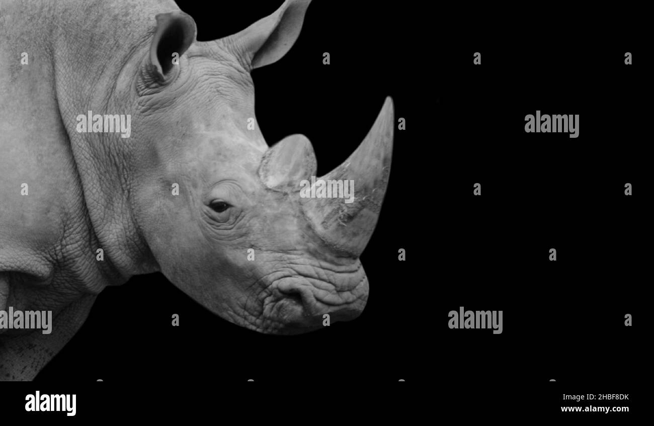 Erstaunliches Rhino-Gesicht Mit Zwei Horn Auf Dem Schwarzen Hintergrund Stockfoto