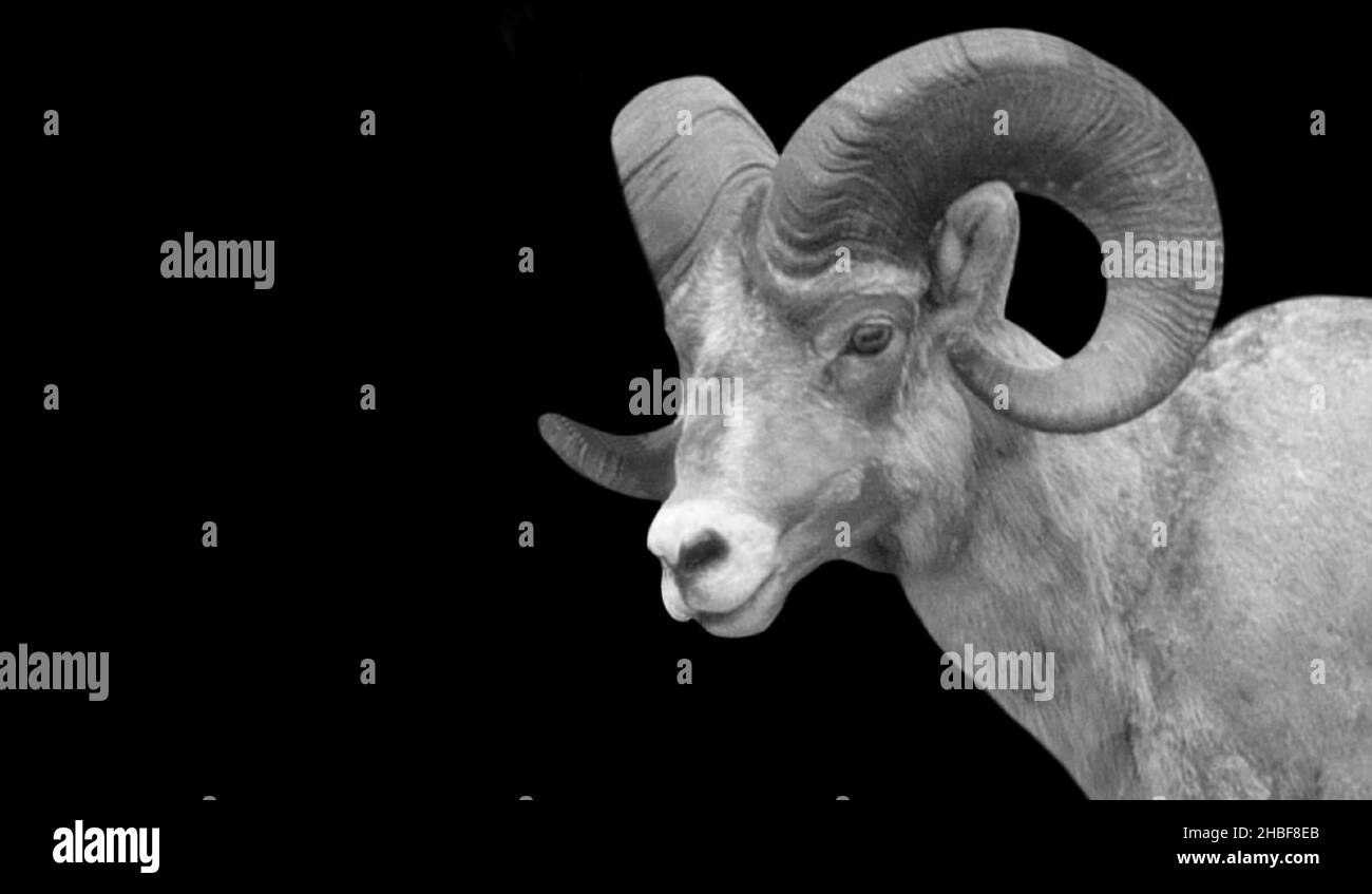 Happy Desert Sheep Nahaufnahme Auf Dem Schwarzen Hintergrund Stockfoto