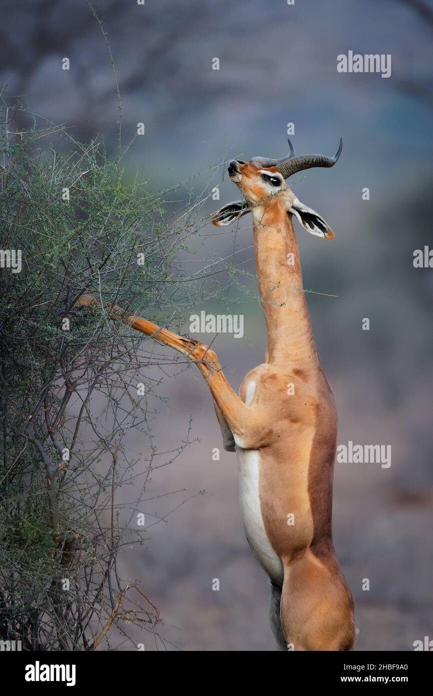 Gerenuk - Litocranius walleri auch Giraffengazelle, langhalsige Antilope in Afrika, langer, schlanker Hals und Gliedmaßen, die während der Fütterung auf Hinterbeinen stehen Stockfoto