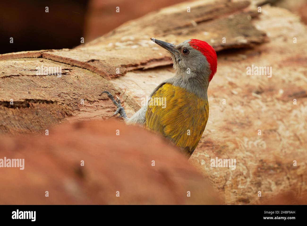 Graukopfspecht - Dendropicos (Chloropicus) spodocephalus oder Ostgrau- oder Berggrauspecht, Vogel in der Familie Picidae, residenter Züchter Stockfoto