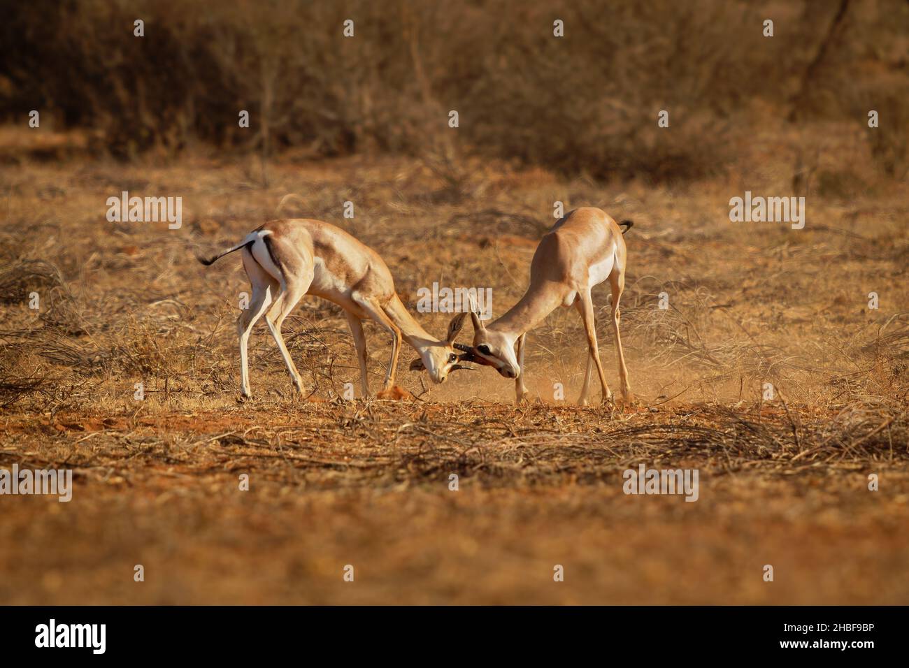 Grants Gazelle - Nanger granti Arten von Gazellen aus dem Norden Tansanias bis zum Südsudan und Äthiopien, von der kenianischen Küste bis zum Viktoriasee, Suaheli Stockfoto