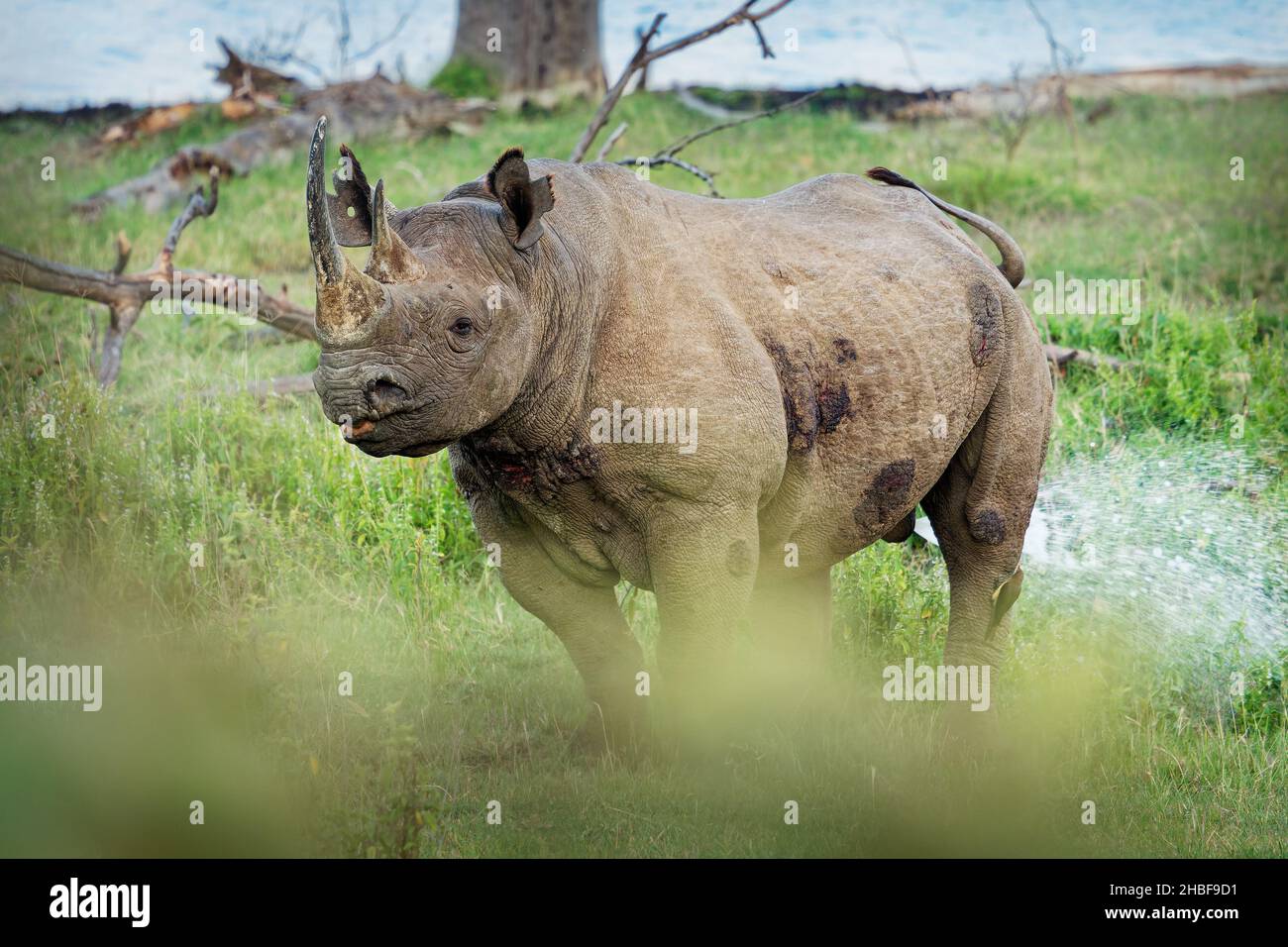 Nashorn oder Hakenlipped Rhinoceros - Diceros bicornis, heimisch im östlichen und südlichen Afrika, Angola, Botswana, Kenia, Malawi, Mosambik, Nam Stockfoto