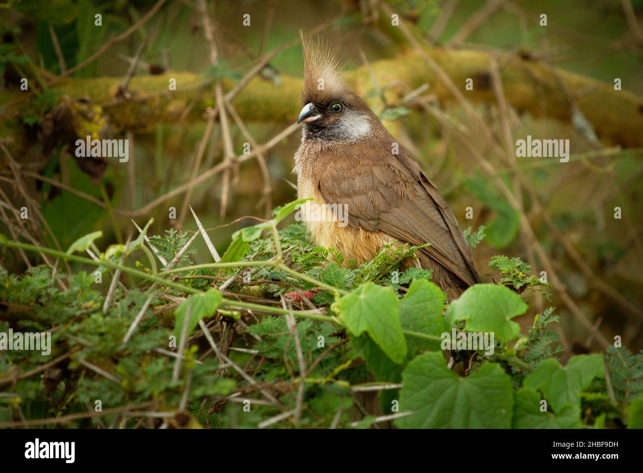 Gesprenkelte Mausvögel - Colius striatus größte Art von Mausvögel, die häufigste, in den meisten der Mittel-, Ost-und südlichen Afrika gefunden, LON Stockfoto