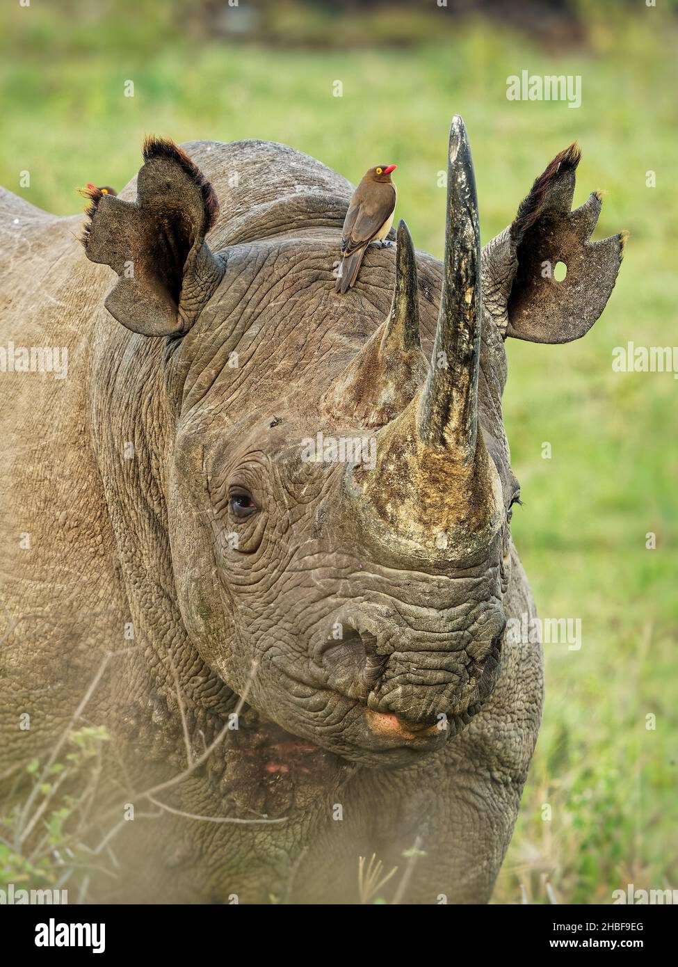 Schwarzes nashorn oder hakenlipped rhinoceros diceros bicornis -Fotos ...