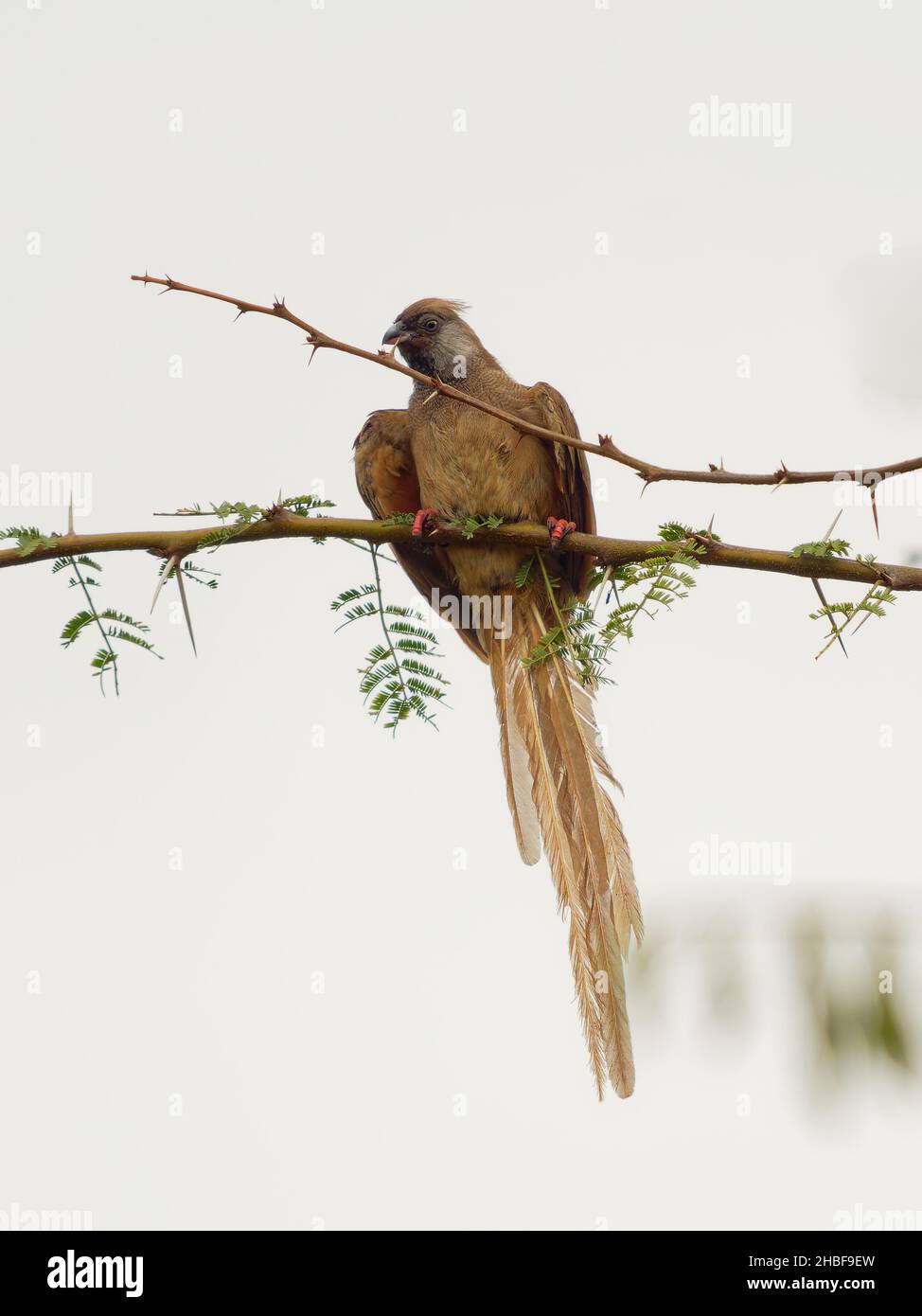 Gesprenkelte Mausvögel - Colius striatus größte Art von Mausvögel, die häufigste, in den meisten der Mittel-, Ost-und südlichen Afrika gefunden, LON Stockfoto