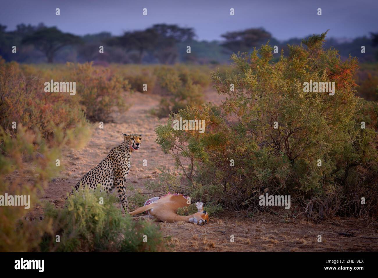 Cheetah - Acinonyx jubatus große Katze aus Afrika und dem zentralen Iran, das schnellste Landtier, verschiedene Lebensräume Savannen, karge Bergketten Stockfoto