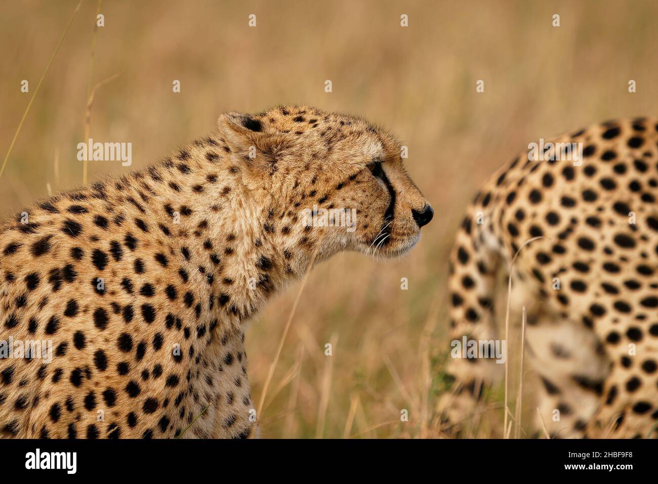 Cheetah - Acinonyx jubatus große Katze aus Afrika und dem zentralen Iran, das schnellste Landtier, verschiedene Lebensräume Savannen, karge Bergketten Stockfoto