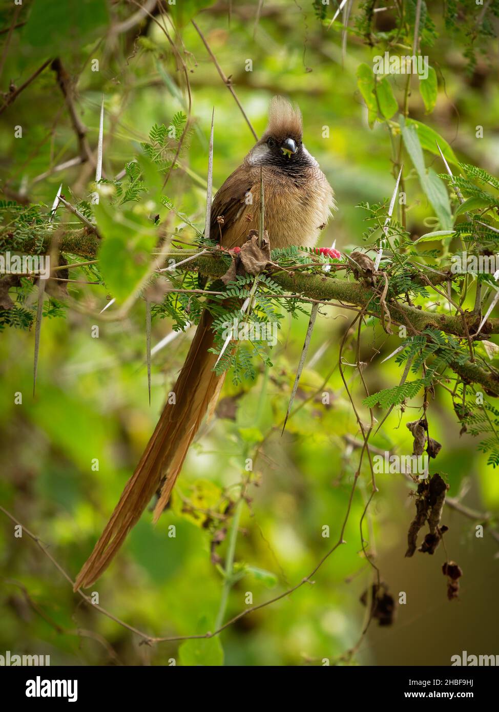 Gesprenkelte Mausvögel - Colius striatus größte Art von Mausvögel, die häufigste, in den meisten der Mittel-, Ost-und südlichen Afrika gefunden, LON Stockfoto