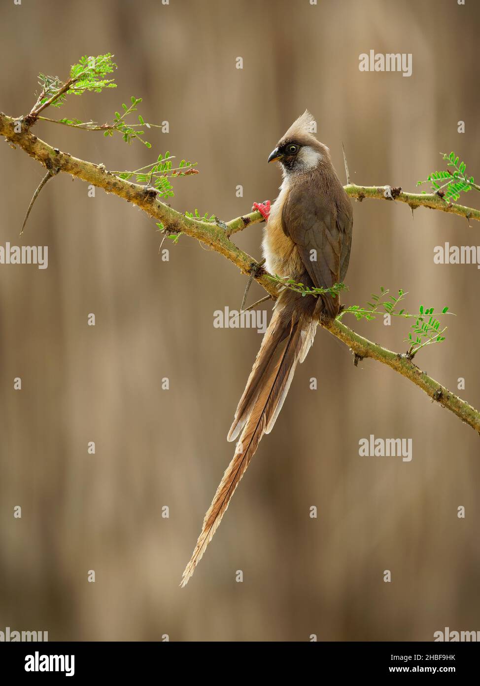 Gesprenkelte Mausvögel - Colius striatus größte Art von Mausvögel, die häufigste, in den meisten der Mittel-, Ost-und südlichen Afrika gefunden, LON Stockfoto