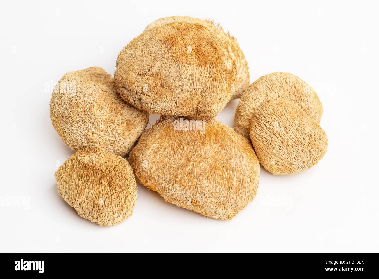 Getrocknete Löwenmähnchen oder Hericium Erinaceus werden auch Bartzahnpilz, Affenkopfpilz, Yamabushitake genannt. Stockfoto