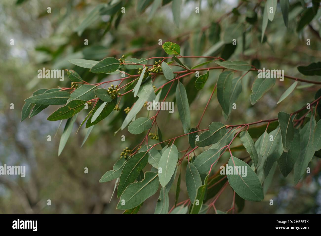 Eukalyptusbaum Zweig, immergrüne Pflanzen Natur Stockfoto