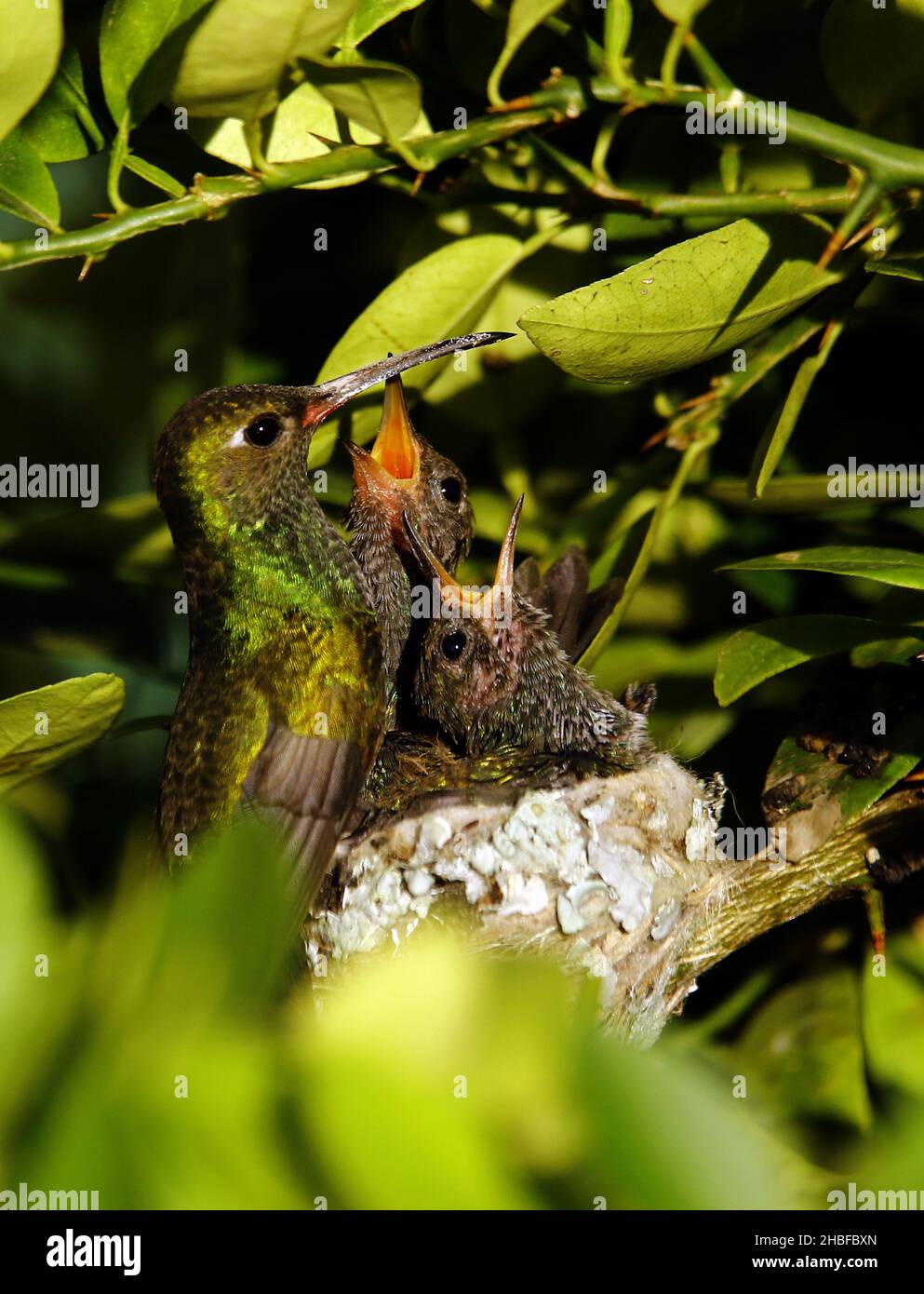 Valencia, Carabobo, Venezuela. 19th Dez 2021. 19. Dezember 2021. Ein paar Tauben Colibri Vogel in den Prozess der Fütterung im Nest . Foto: Juan Carlos Hernandez (Bild: © Juan Carlos Hernandez/ZUMA Press Wire) Stockfoto