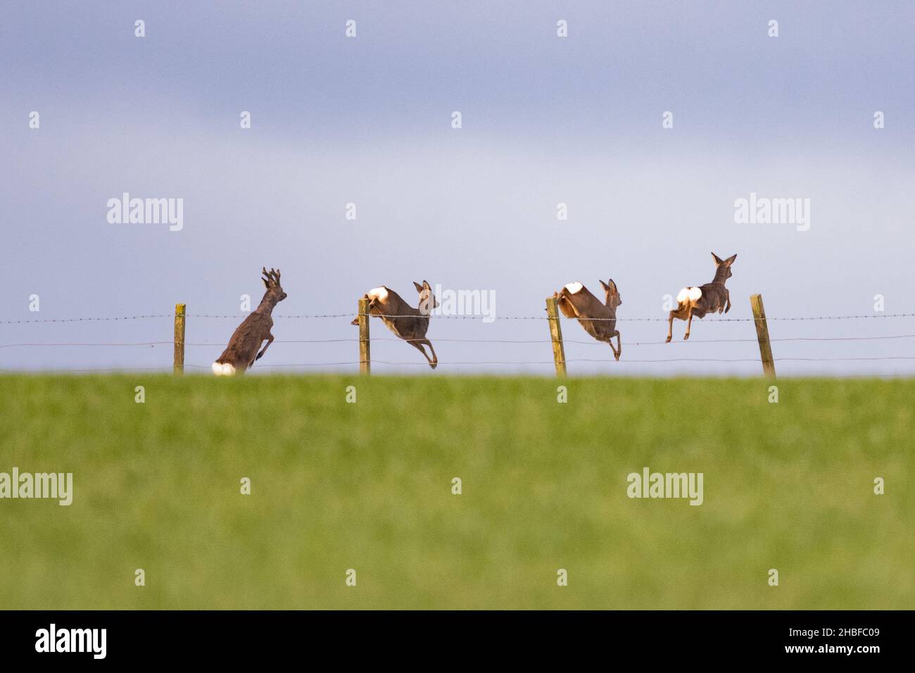 Rehe, die einen Stock Zaun springen, Schottland, Großbritannien Stockfoto