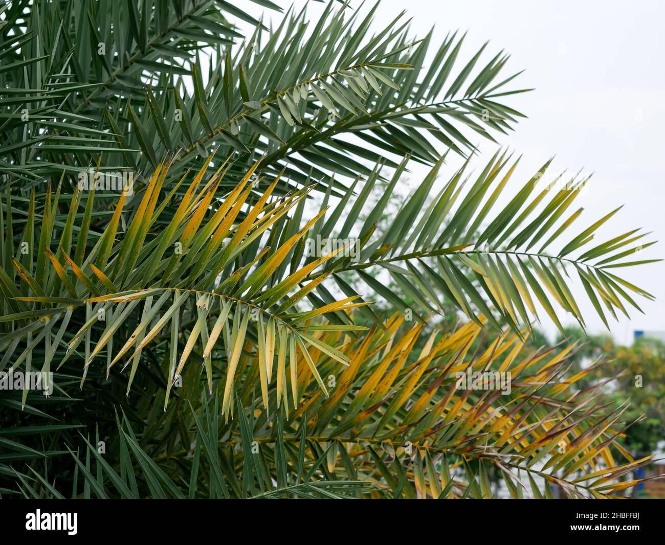 Die Blätter des phönix theophrasti Baumes. Die kretische Dattelpalme Stockfoto