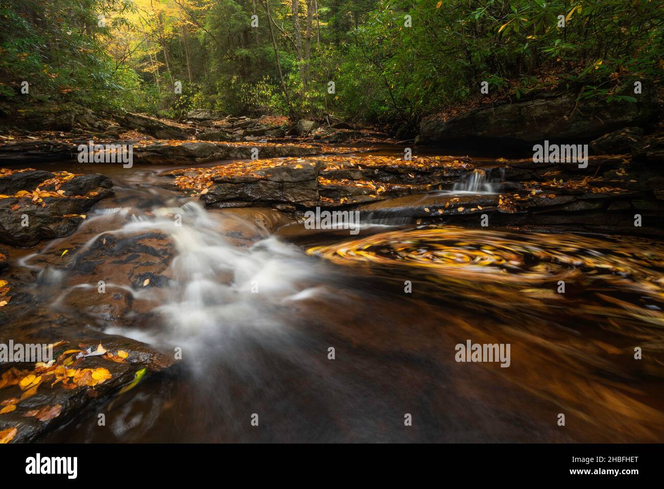 An einem ruhigen Herbstnachmittag wirbelt goldenes Laub in einem kleinen Bach im Canaan Valley von West Virginia. Stockfoto