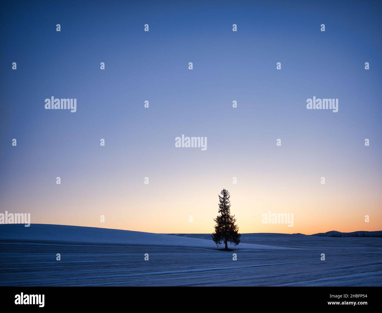 Weihnachtsbaum in Biei, Hokkaido, Japan Stockfoto