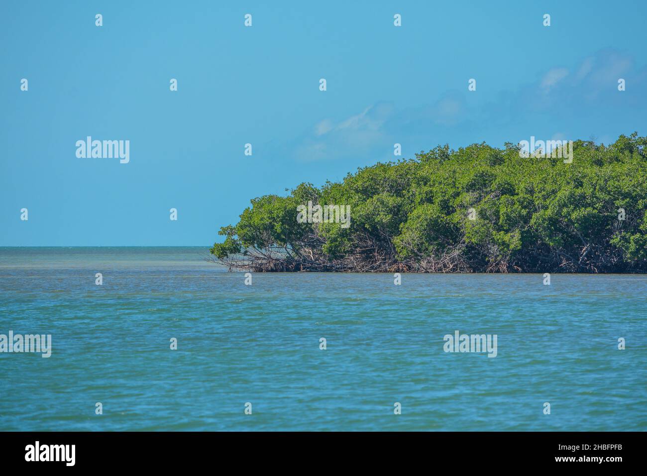 Mangroven in den Florida Keys am Sombrero Beach, Marathon, Florida Stockfoto