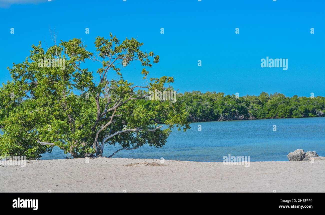 Mangroven in den Florida Keys am Sombrero Beach, Marathon, Florida Stockfoto