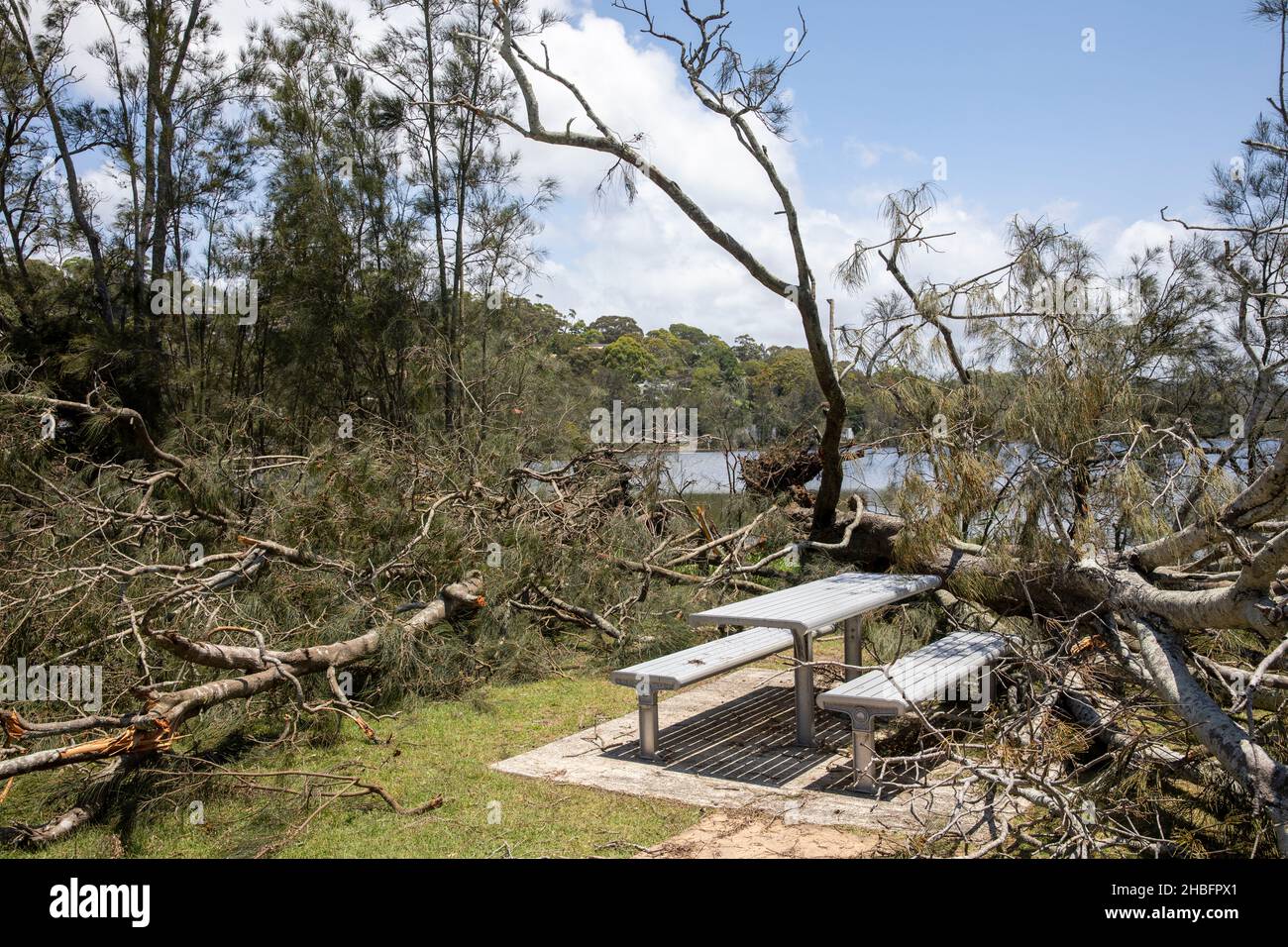 Wilder sommerstrom im Dezember 2021 bringt Bäume rund um den Narrabeen Lake, die nördlichen Strände von Sydney, Australien Stockfoto