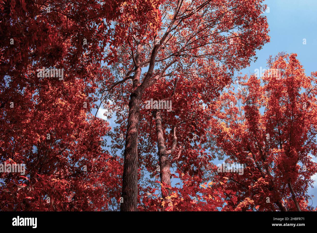 Schöne rote Herbstfärbeung. Stockfoto