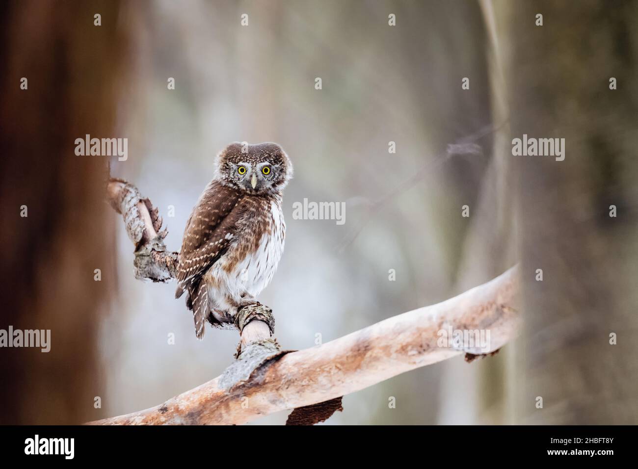 Zwergeule (Glaucidium passerinum) sitzt auf dem Ast im Wald Stockfoto